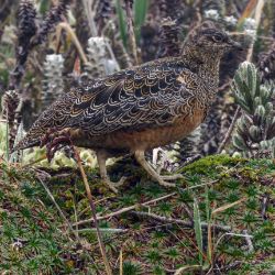 Rufous-bellied Seedsnipe